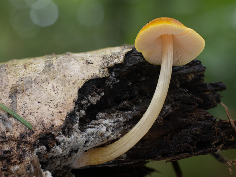 Pluteus leoninus Pluteus leoninus